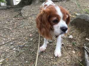 2CA945DB-2384-4358-960E-A172C9FC2D34